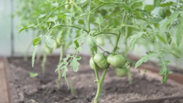 Tomatoes Ripen Greenhouse — Stock Video