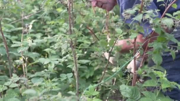 Ένας Ηλικιωμένος Ρώσος Ασχολείται Έναν Λαχανόκηπο Θολούρα Αργή Κίνηση — Αρχείο Βίντεο