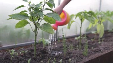 Çocuk, seradaki olgunlaşmış domateslerin üzerine çocuk sulama tenekesinden su döküyor..