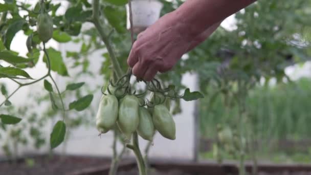 Ένα Γυναικείο Χέρι Δένει Ντομάτες Ένα Σχοινί Ένα Κλαδί Ένα — Αρχείο Βίντεο