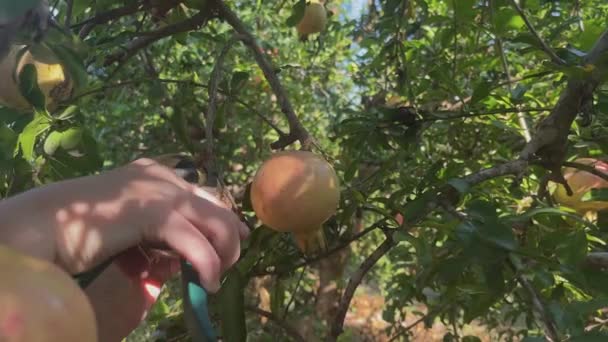 Childs Hand Cuts Ripe Pomegranate Tree Branch Close Sun Glare — Stock Video