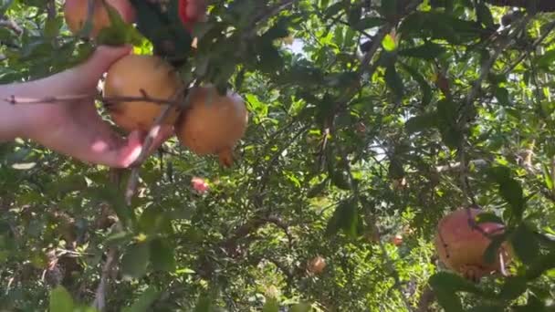 子供は木から熟したザクロの果実を切り取ります スペイン 10月 — ストック動画