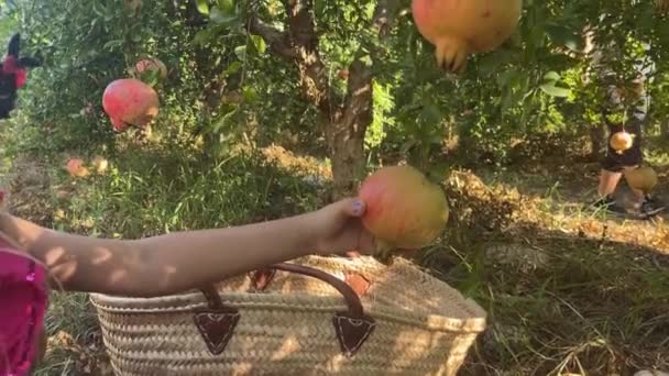 Girl Sunglasses Cuts Pomegranate Branch Puts Wicker Basket — Stock Video