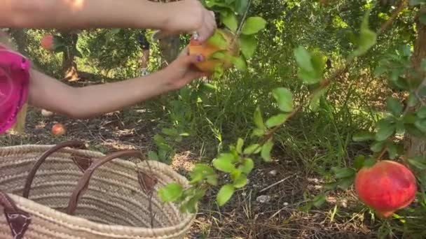 Girl Cuts Pomegranate Fruit Tree Autumn Spain Alicante — Stock Video