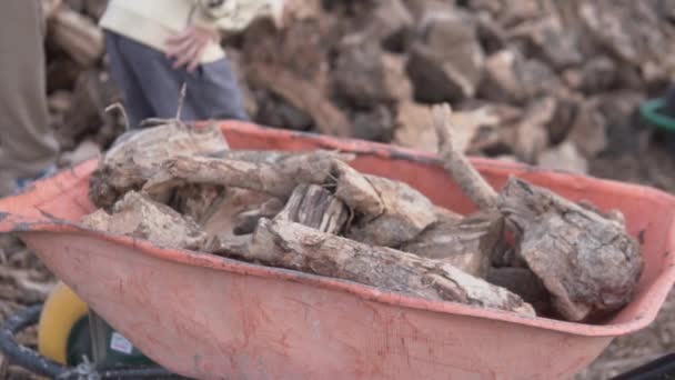 Olívaolajfa Közelkép Vásárlói Kosárban Utcai Kandallóban Európában Spanyolországban Télen — Stock videók