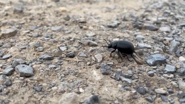 Siyah Bir Böcek Yerde Sürünüyor Makro Fotoğrafçılık Spanya Alicante 2024 — Stok video