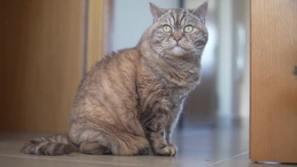 Stary Piękny Puszysty Kot Siedzi Podłodze Domu Brytyjski Kot Rasy — Wideo stockowe