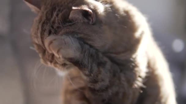 Beautiful Fluffy Cat Washes His Muzzle Licks His Paw Close — Stock Video