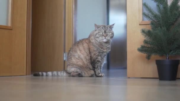 Piękny Tłusty Puszysty Kot Siedzi Drzwiach Mieszkania — Wideo stockowe