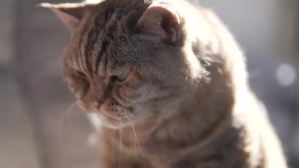 Yaşlı Pofuduk Bir Ngiliz Kedisi Ağzını Temizler Kedi Yüzünü Yıkar — Stok video