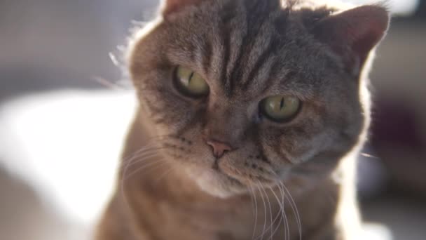 Detailní Záběr Tvář Staré Chlupaté Kočky Velkýma Zelenýma Očima Britského — Stock video