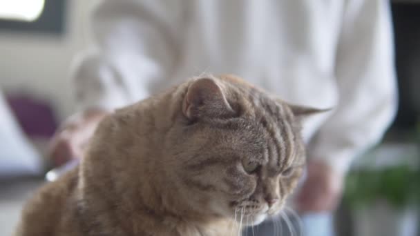 Una Chica Cepilla Gato Esponjoso Con Ojos Verdes Una Persona — Vídeo de stock