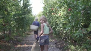 Ellerinde hasır sepetleri olan bir oğlan ve bir kız bir nar bahçesinde yürüyor ve bir ağaçta olgun meyve arıyorlar. İspanya, Alicante