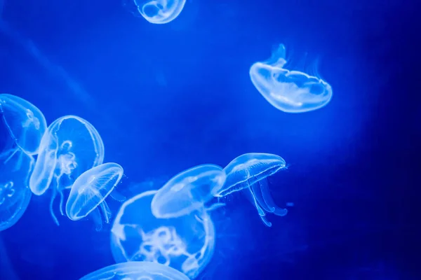 beautiful jellyfish or medusa swimming in blue aquarium