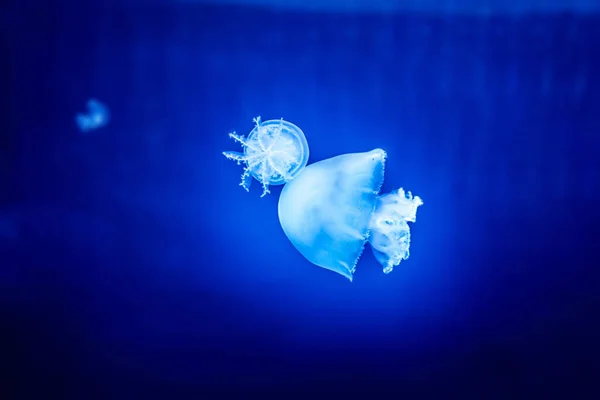 Mavi Akvaryumda Yüzen Güzel Denizanası Medusa — Stok fotoğraf