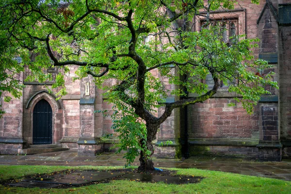 Kurviger Baum Garten Der Mary Church Leigh Großbritannien — Stockfoto