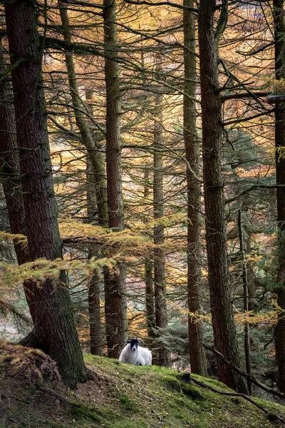 Schöne Schafe Wald Peak District — Stockfoto