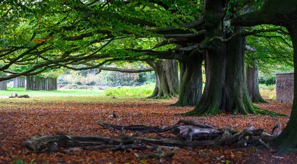 Duże Drzewa Dunham Massey Park — Zdjęcie stockowe
