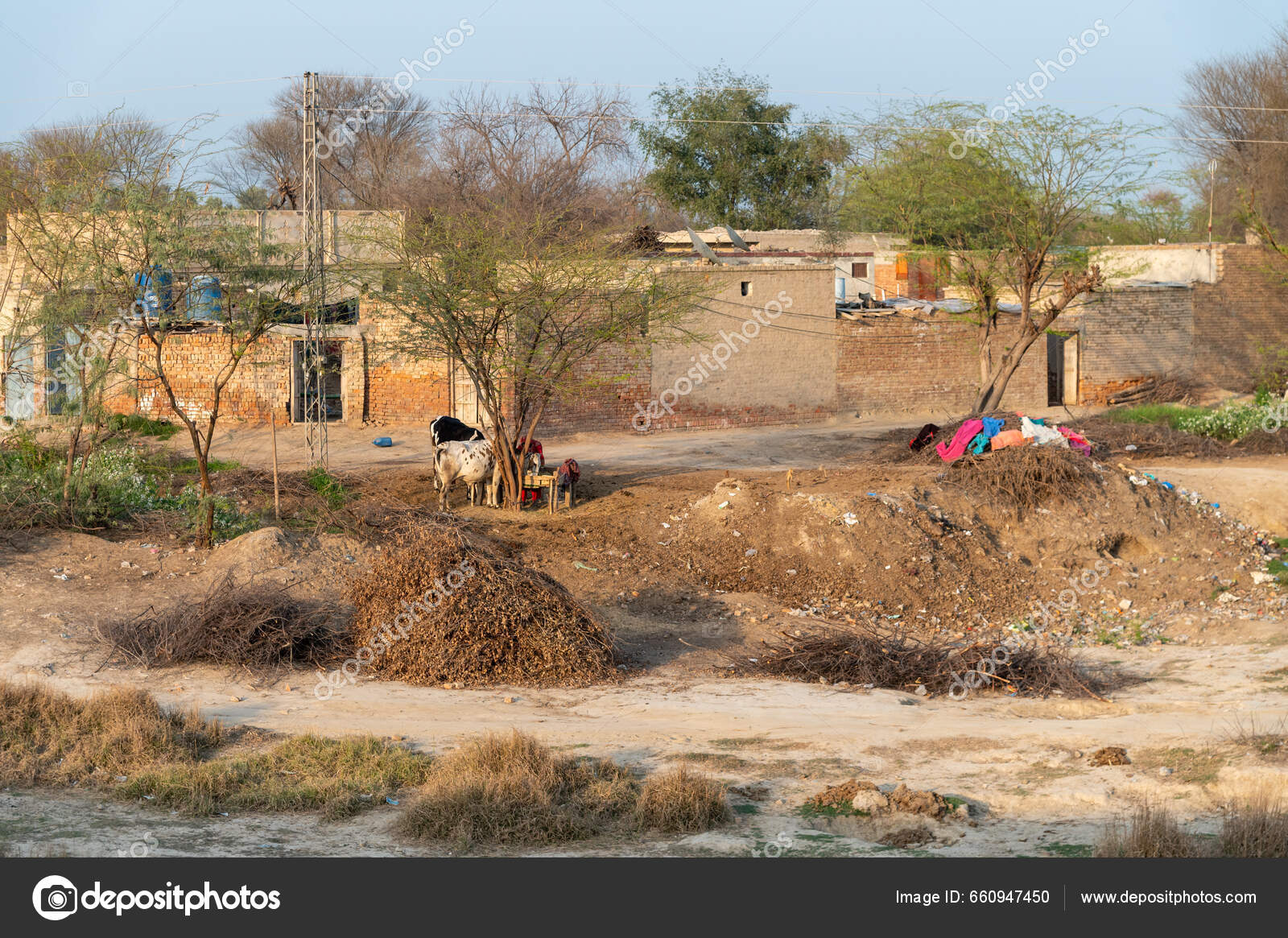 Traditional Punjabi Village Brick Houses Animals Tied Trees Multan ...