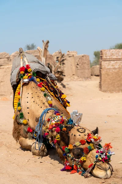 在巴基斯坦的Cholistan沙漠 一头装饰过的骆驼躺在地上 — 图库照片
