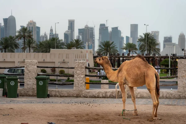 Camel Ride Doha Qatar — Stock Photo, Image