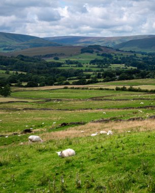 Tarlada koyun otlağı, Bowland-Lancashire Ormanı, İngiltere, Uk