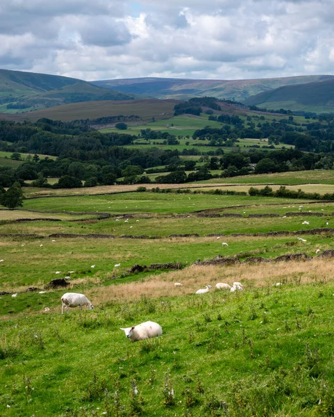 Sheep Pasturing Field Forest Bowland Lancashire England — Stock Photo, Image
