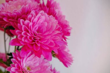 pink chrysanthemum flowers closeup across white wall background. Postcard design. Copy space. Wedding invitation, gift concept
