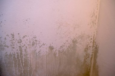 Black mold in the corner of the white ceiling. Macro mildew in the apartment. Humidity in the room