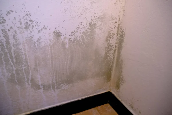 Black mold in the corner of the white wall. Macro mildew in the apartment. Humidity in the room