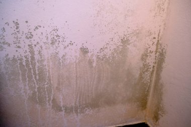 Black mold in the corner of the white ceiling. Macro mildew in the apartment. Humidity in the room