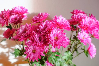 Bouquet of pink chrysanthemums flowers in sunlight across white wall. Postcard design. Copy space. Interior decor, gift concept