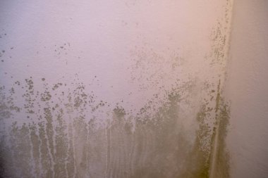 Black mold in the corner of the white ceiling. Macro mildew in the apartment. Humidity in the room
