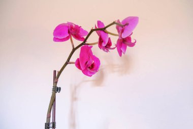 Branch with purple orchid flowers close-up across the white wall. Floral background. postcard design. Macro