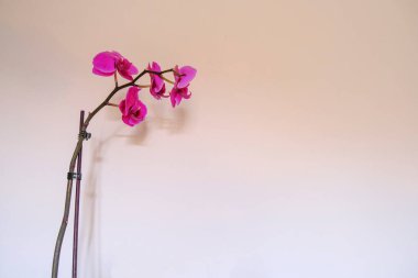 Branch with purple orchid flowers close-up across the white wall. Floral background. postcard design. Macro