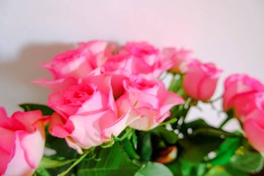 bouquet of pink roses on a white background. Postcard design. 8 March, Mother's day card
