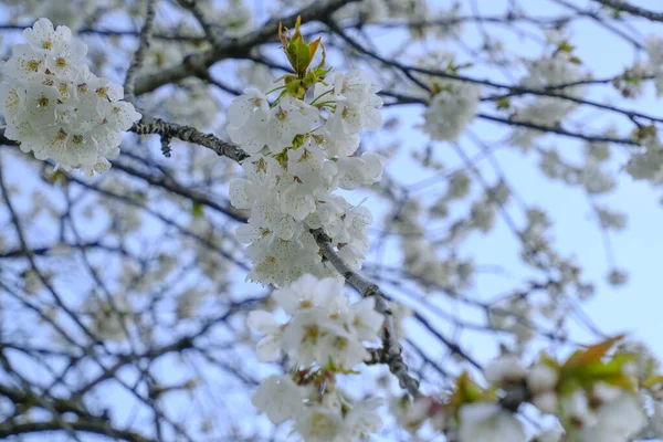 Kirschblüten Nahaufnahme Gegen Blauen Himmel Natürlicher Hintergrund Des Frühlings Makroaufnahme — Stockfoto