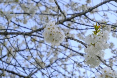 cherry blossom closeup against blue sky. Natural spring background. Spring postcard