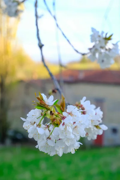 Kirschbaumblüten Großaufnahme Über Dem Alten Haus Mit Rotem Dach Und — Stockfoto