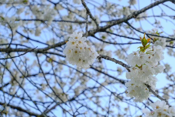 Kirschblüten Nahaufnahme Gegen Blauen Himmel Natürlicher Hintergrund Des Frühlings Frühlingspostkarte — Stockfoto
