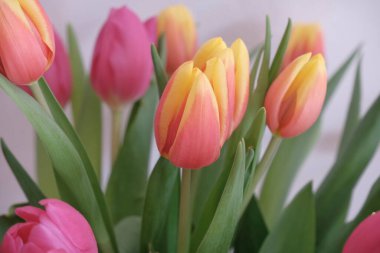 Pembe ve sarı lalelerden oluşan buket beyaz arkaplan boyunca yakınlaşıyor. Çiçek arkaplan. Kartpostal tasarımı. Düğün davetiyesi