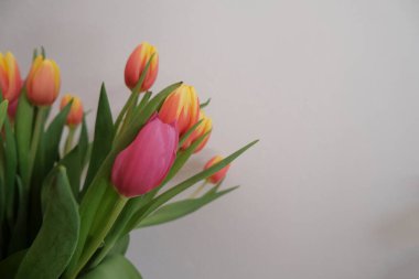 Beyaz duvarda pembe ve sarı lalelerden oluşan buket, boşluğu kopyala. Çiçek arkaplan. Kartpostal tasarımı. Düğün davetiyesi