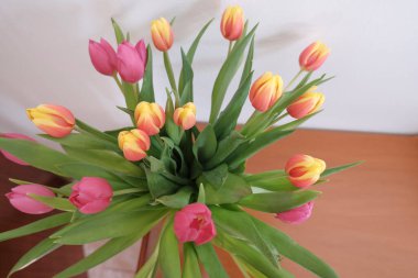 Vazo manzaralı pembe ve sarı laleler buketi ahşap çekmece ve duvar boyunca uzanıyor. İç dekorasyon. 