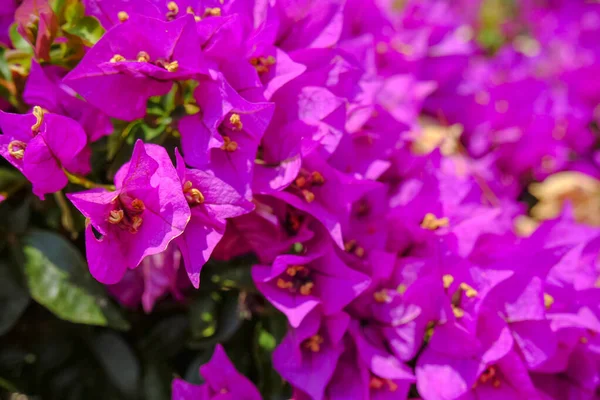 Buganvílias Roxas Flores Closeup Fundo Floral Tropical Macro — Fotografia de Stock