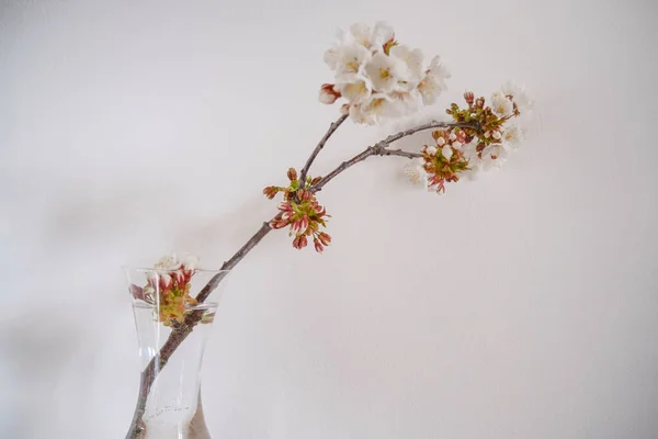 Zweig Eines Kirschbaums Mit Weißen Blüten Der Vase Vor Weißem — Stockfoto