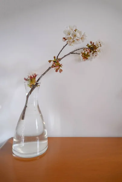 樱桃树的枝条 白色的花朵在花瓶中 紧密地围绕着白色的背景 花卉背景式明信片 — 图库照片