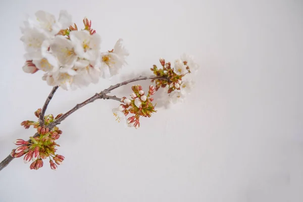 樱桃树分枝 花白色 背景白色 花卉背景式明信片 — 图库照片