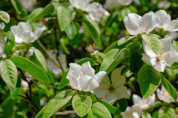 Fehér Almavirág Közelkép Zöld Levelek Virágok Természetes Háttér Kerti — Stock Fotó