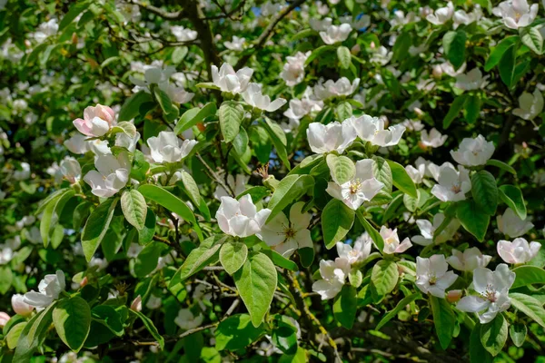 Flores Brancas Maçã Close Através Folhas Flores Verdes Fundo Natural — Fotografia de Stock
