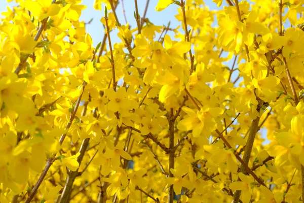 Branch Yellow Flowers Forsythia Intermedia Border Forsythia Blue Flowers Spring — Stock Photo, Image